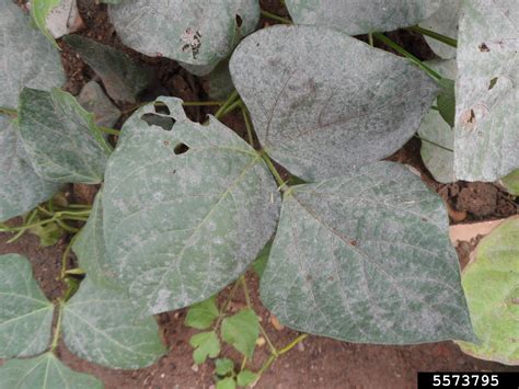 Powdery Mildew Erysiphe Betae