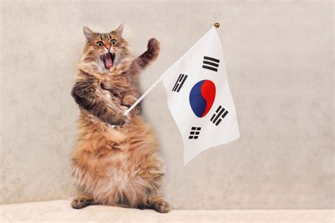 82 Cute Korean Cat Names You'll Love | Males, Females & More