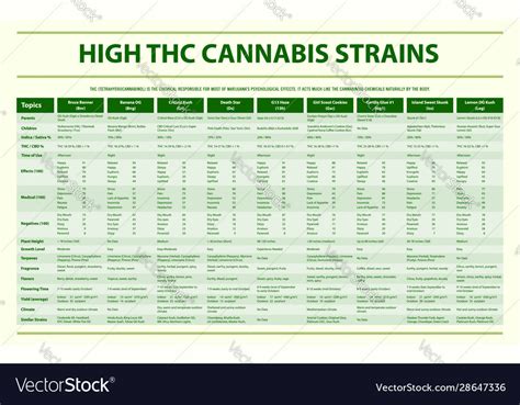 High Thc Cannabis Strains Horizontal Infographic Vector Image