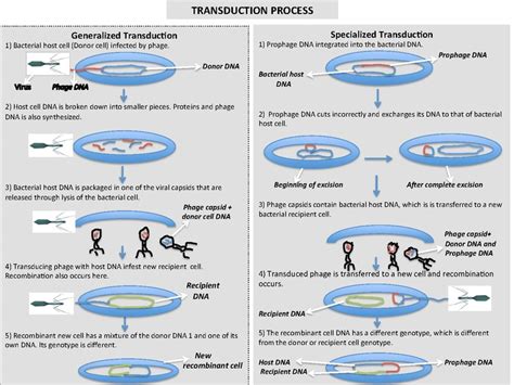 What is the Difference Between Generalized and Specialized Transduction - Pediaa.Com