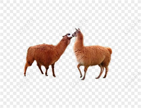 New Zealands Grass Mud Horse Alpaca Loves Whisper PNG Transparent Image ...