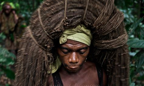 Net Hunting Pygmies Ituri Forest Democratic Republic Of Congo