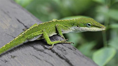 Baby Lizards