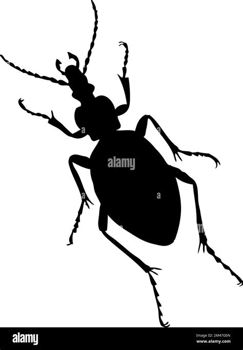 Silhouette Of Beetle Beetle Close Up Detailed Vector Beetle Icon On