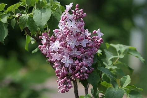 Lilac Spring Summer - Free photo on Pixabay - Pixabay