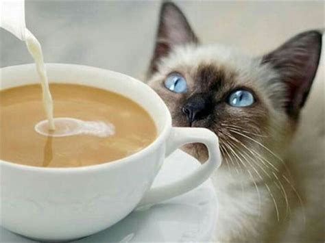 Кофе кошка | Cat cafe, Cat coffee, National coffee day