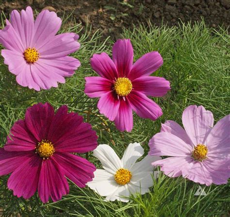 Cosmos Bipinnatus Sensation Mix