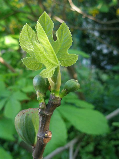 Free Images Tree Branch Fruit Leaf Flower Food Spring Green