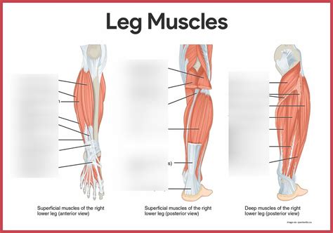 Lower Limb Leg Muscles Diagram Quizlet