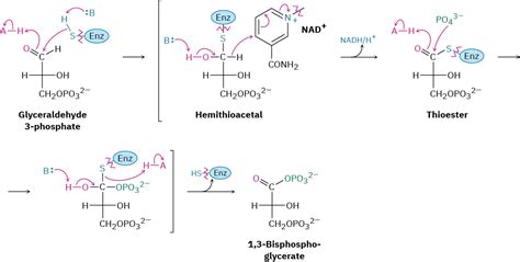 29 6 Catabolism Of Carbohydrates Glycolysis Chemistry Libretexts