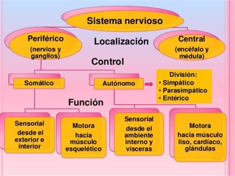 Diferencias Entre El Sistema Nervioso Central Y Perif Rico