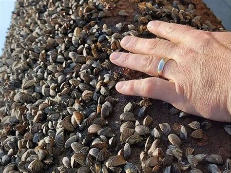 Zebra Mussels May Prompt Closure Of National Park Lake Manitoba Says