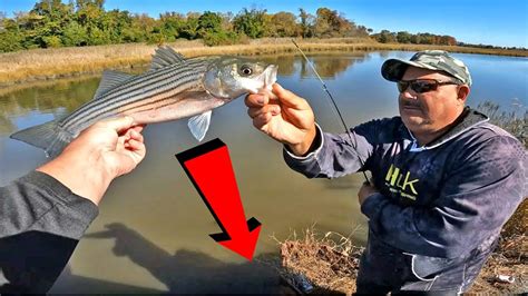 Striped Bass Fishing In Delaware Youtube