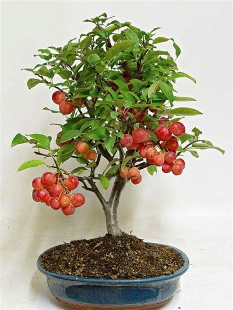 How To Easily Grow Cherry Tree At Home Easiest Bonsai For Beginners