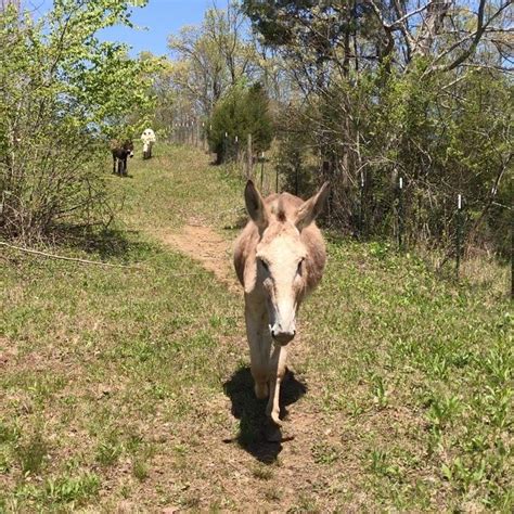 Pin on Donkey Farm