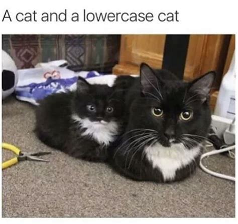 cat. Cat. : r/memes