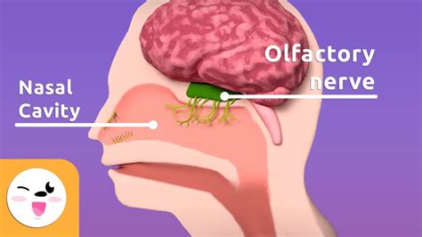 The Sense of Smell - Structures That Serve the Sense of Smell - Senses ...