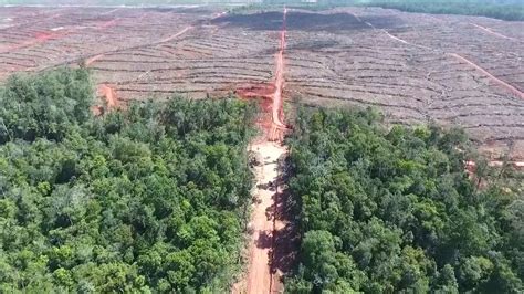 Investigasi Ungkap Korindo Babat Hutan Papua Dan Maluku Youtube