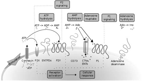 Figure From Role Of Purinergic Signaling In Pathological Pulmonary