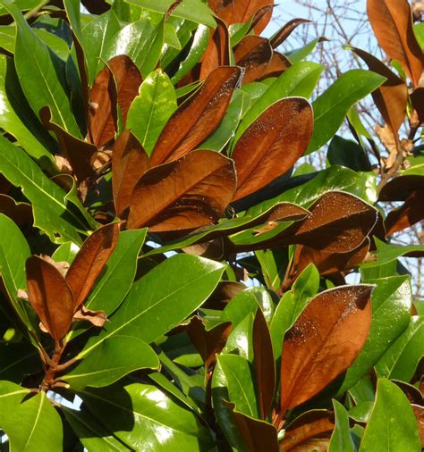 Magnolia grandiflora - Trees and Shrubs Online