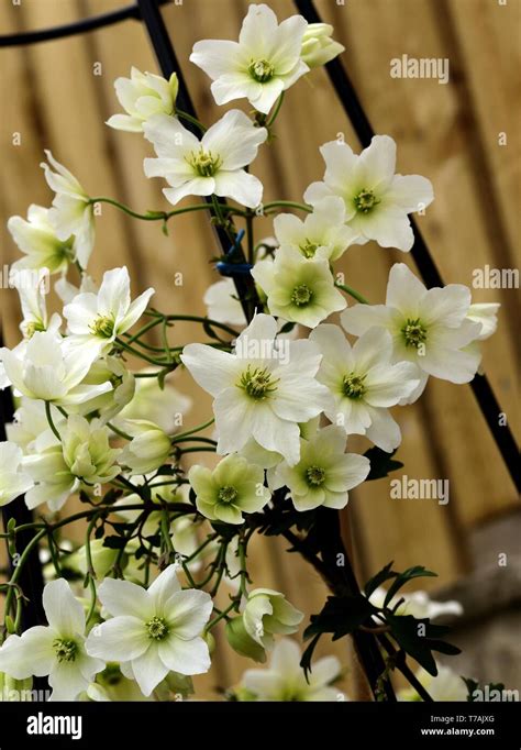 Clematis Avalanche Cartmanii Hi Res Stock Photography And Images Alamy