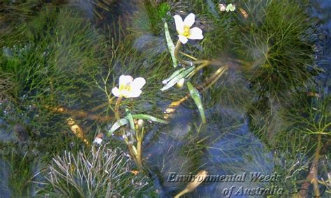 Invasive Species Info Adirondack Watershed Institute