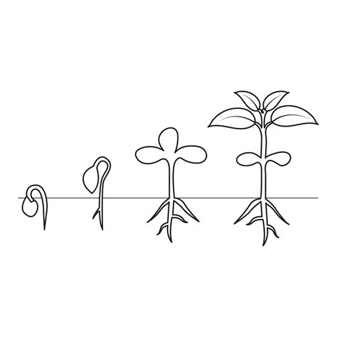Continuous single line art of tree plant growth process illustration