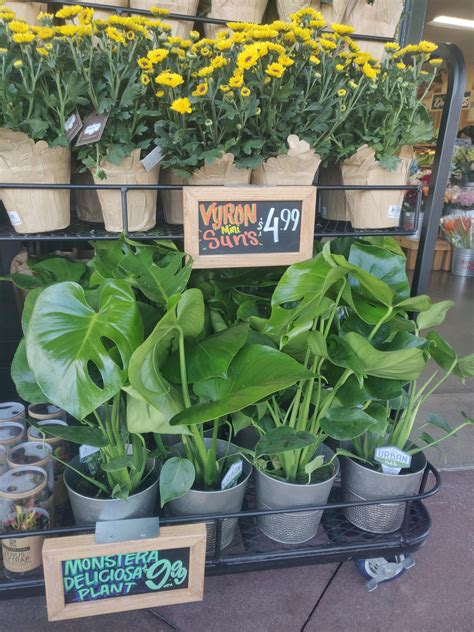 Trader Joe's Plants That Are Affordable and on Trend