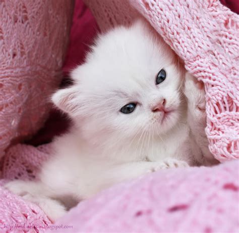 Cute Cats That Are So Adorable They Are Taking Over The Internet