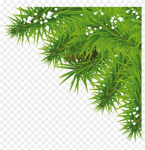 Fir Tree Christmas Tree Leaf Png Transparent Png X