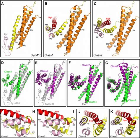 Conformational changes in syntaxin-1 that lead to template complex ... 