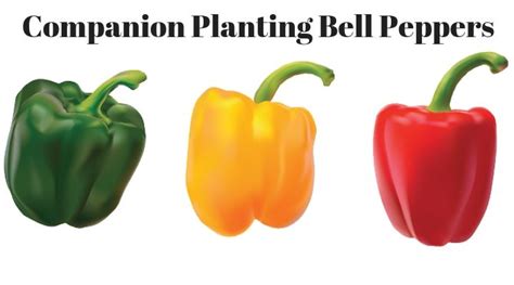 Companion Planting Peppers Growing Guides Companion Planting