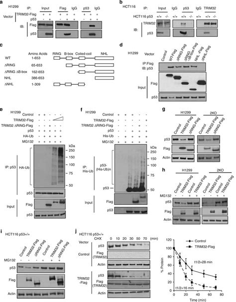 Trim32 Interacts With P53 And Promotes P53 Degradation Through Download Scientific Diagram