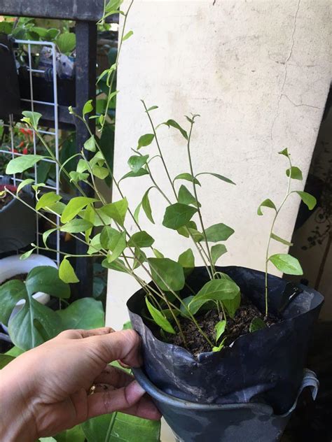 Curtain Creepers Aka Singaporean Vine Plant Pasig Furniture And Home