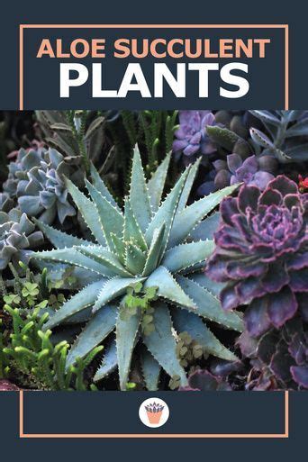 Aloe Succulent Plants Identification Chart