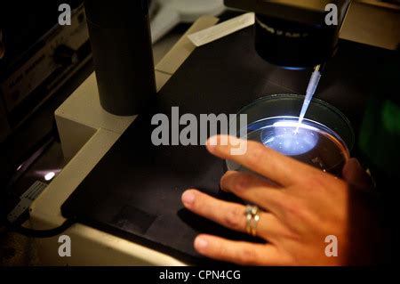 Oocyte Light Microscope Stock Photo Alamy