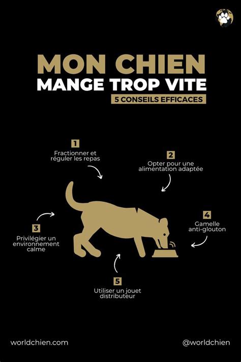 Mon Chien Mange Trop Vite 6 Conseils Efficaces Artofit