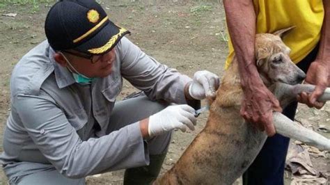 Dinkes Batanghari Catat Peningkatan Kasus Gigitan Hewan Penular Rabies