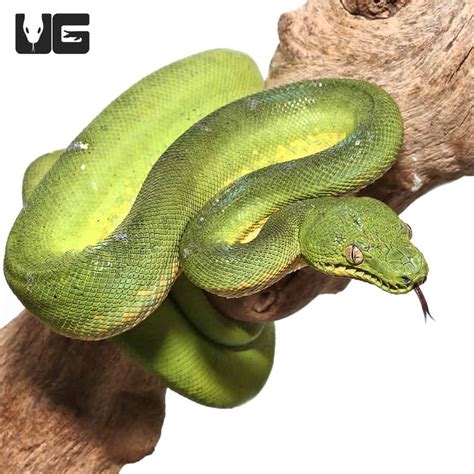 Patternless Emerald Tree Boa Corallus Caninus For Sale Underground