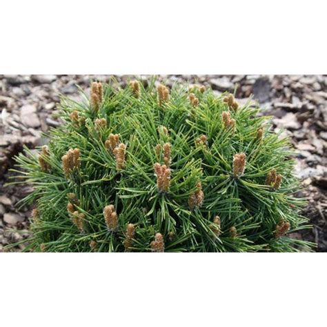 Pinus mugo" Benjamin" / Сосна горная" Бенджамин"