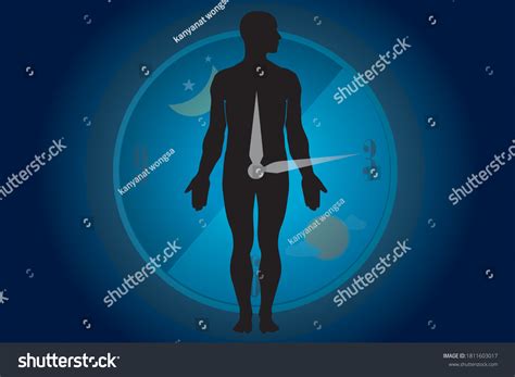 Circadian Rhythms Controlled By Circadian Clocks Stock Vector (Royalty ... 