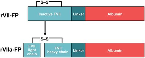 Entering New Areas In Known Fields Recombinant Fusion Protein Linking