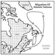 Fish migration - Wikipedia