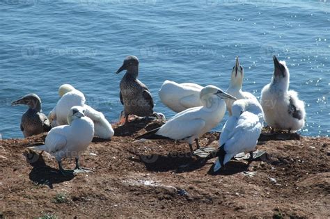 the Island of Helgoland 11220097 Stock Photo at Vecteezy