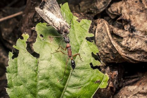 The Leafy Kingdoms of Weaver Ants | RoundGlass | Sustain