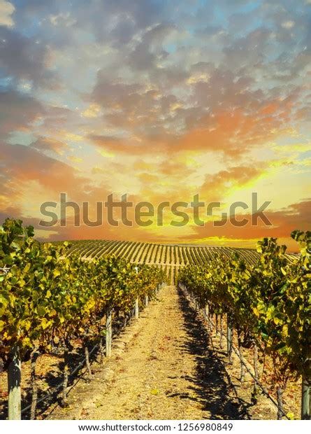 Vineyard Landscape Napa Valley Sunset Stock Photo Edit Now 1256980849