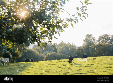 Angus Beef Cows Hi Res Stock Photography And Images Alamy