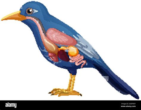 Internal Anatomy Of Bird With Organs Illustration Stock Vector Image