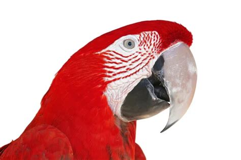 Colorful Ara Parrot Isolated On White Stock Image Everypixel