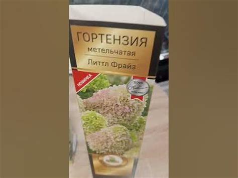 🌱 Новинка Литтл Фрайз метельчатая гортензия - YouTube